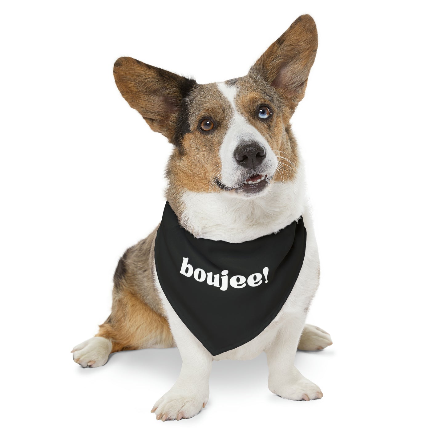Boujee ! Pet Bandana Collar