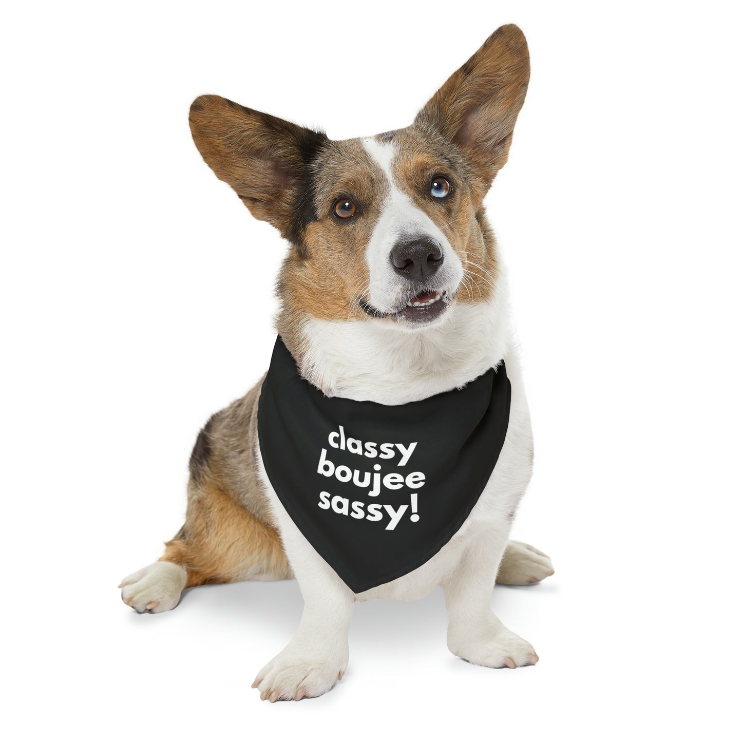 Classy Boujee Sassy Pet Bandana Collar